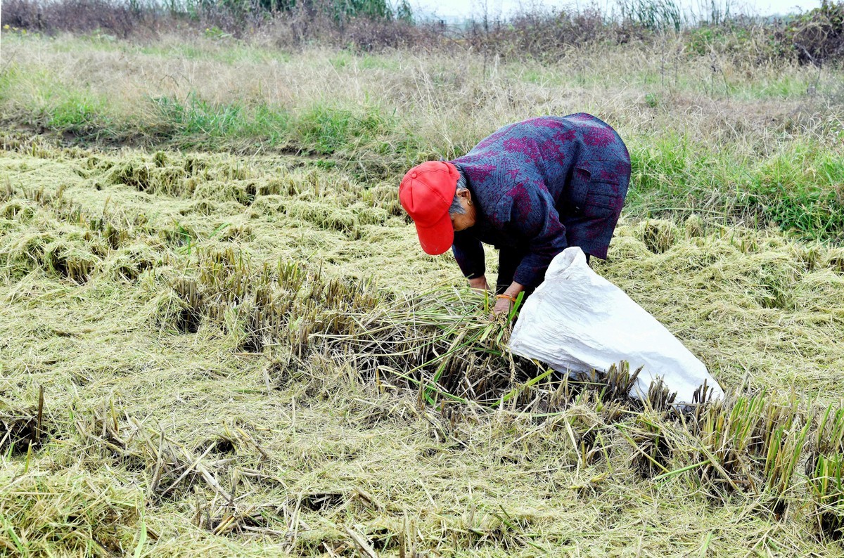 勤俭农民/拾稻穗