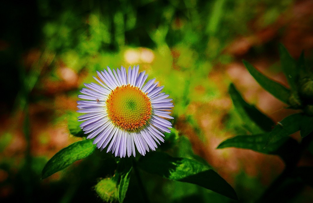讨论贴《如何扫街抓拍美女》之一，响应夸父版主振兴活跃星空(中国)的号召活跃需要热闹！