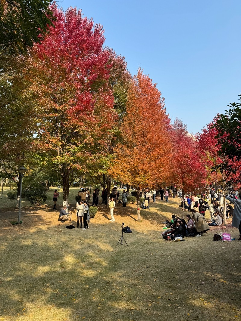 湖南农大紅枫林--6【手机版】