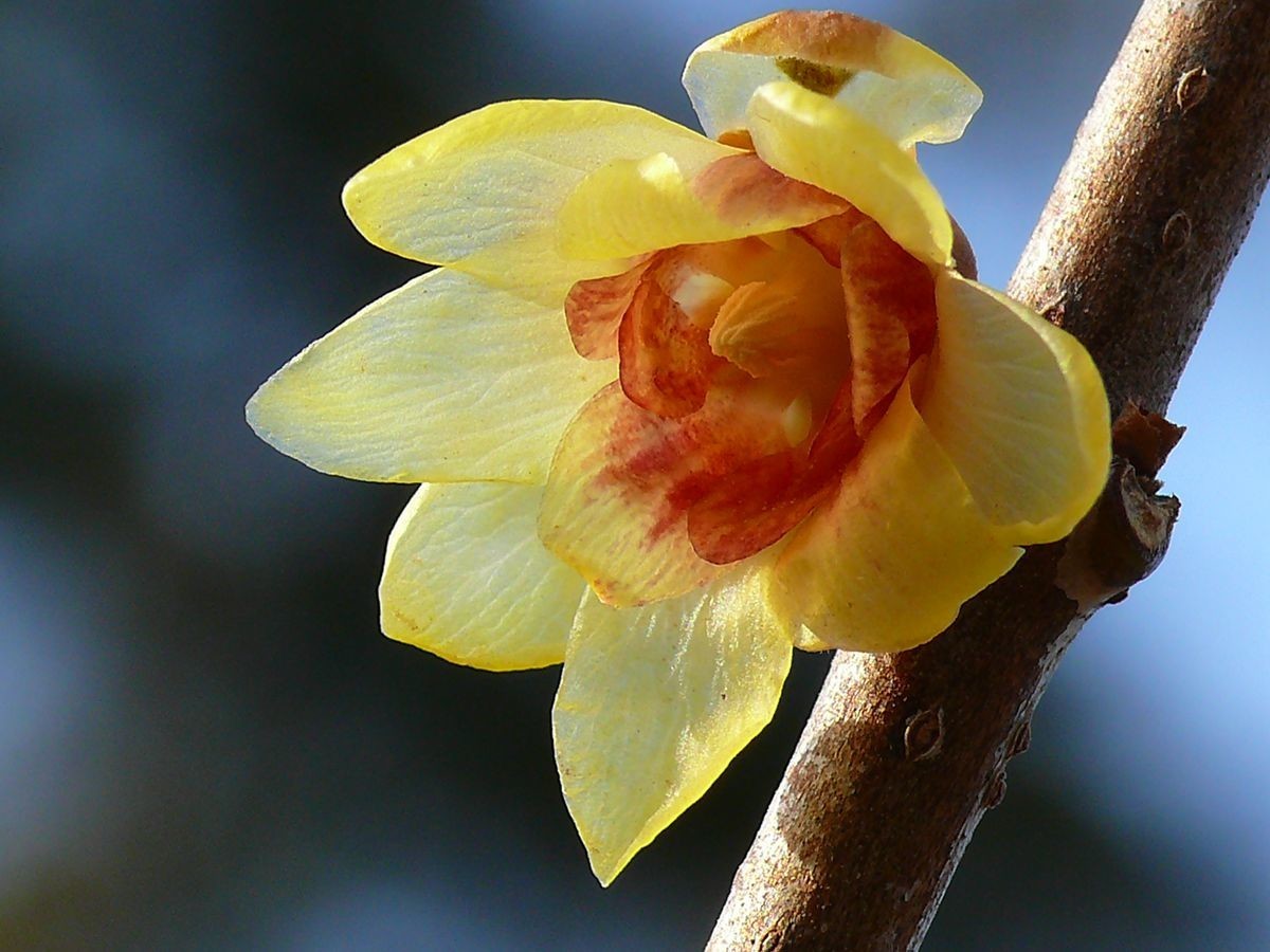 用老旧DC相机拍蜡梅花微距