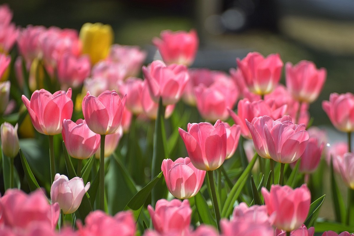 七彩云台  听见花开