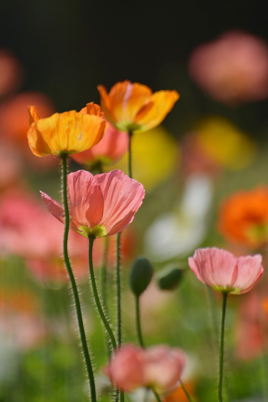 七彩云台  听见花开