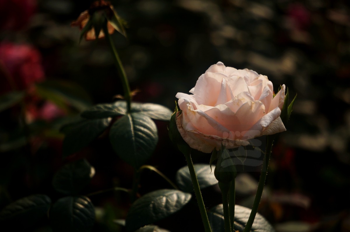 千姿百态*和平公园月季园——武汉随笔