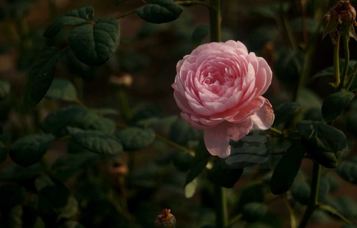 千姿百态*和平公园月季园——武汉随笔