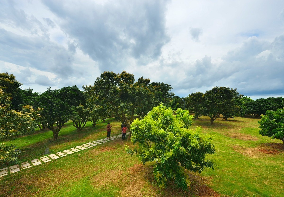 国家荔枝种质资源圃