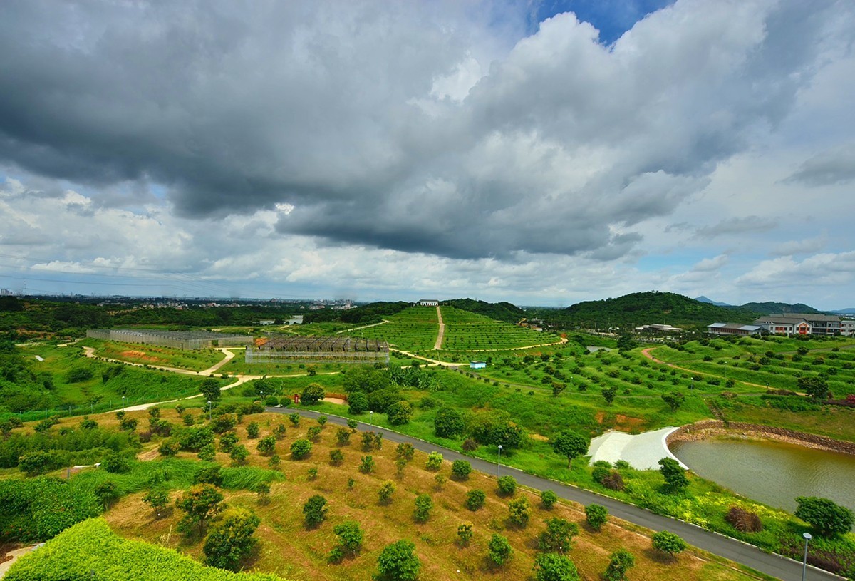 国家荔枝种质资源圃