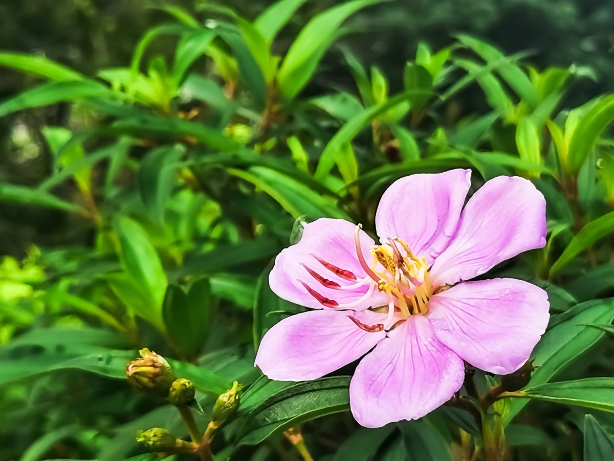 野牡丹