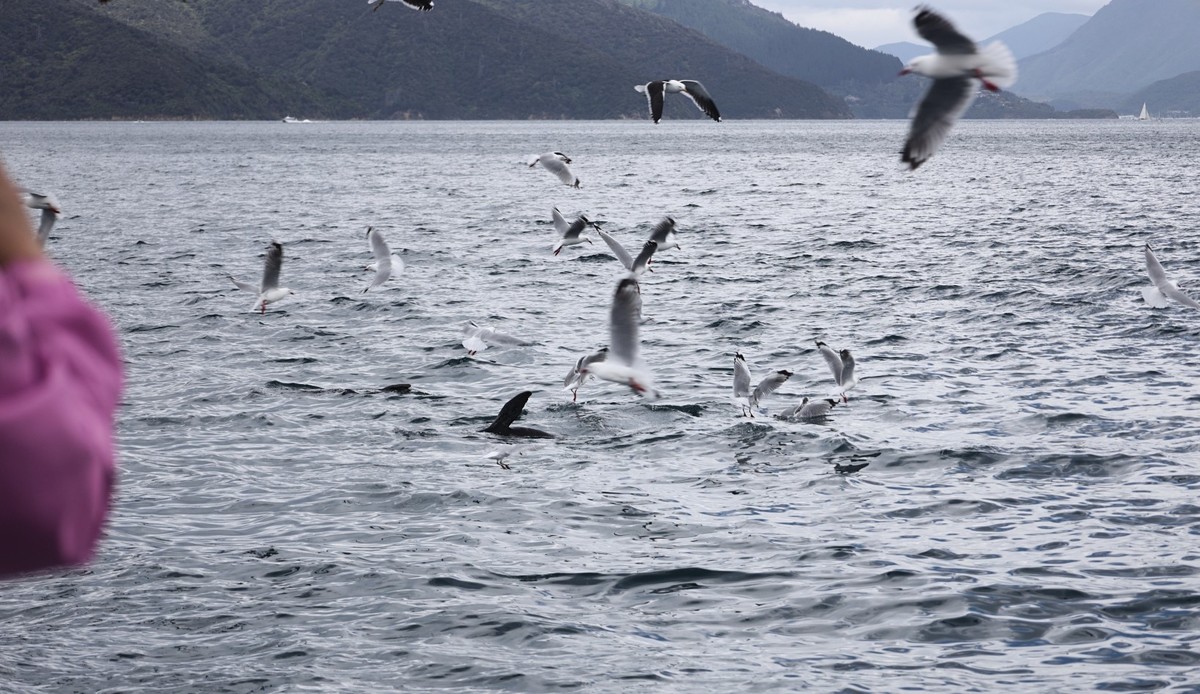 海豹与海鸟一起猎鱼场景抓拍