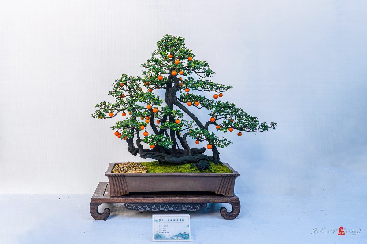 第十一届全国盆景展（四）果实类（1）