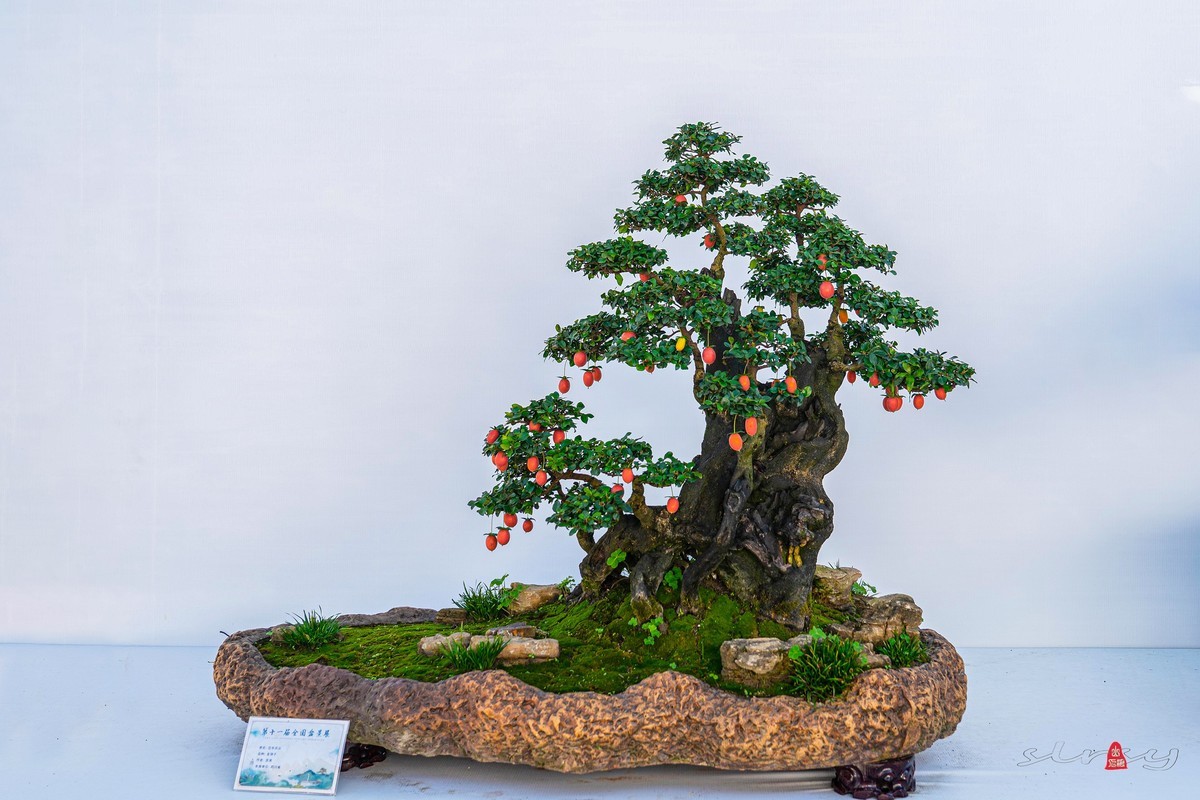 第十一届全国盆景展（四）果实类（1）
