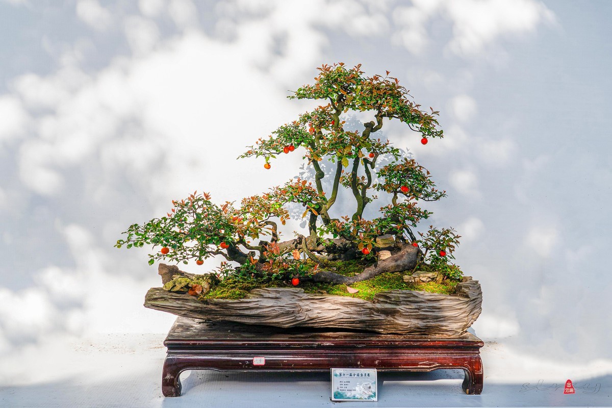 第十一届全国盆景展（四）果实类（1）