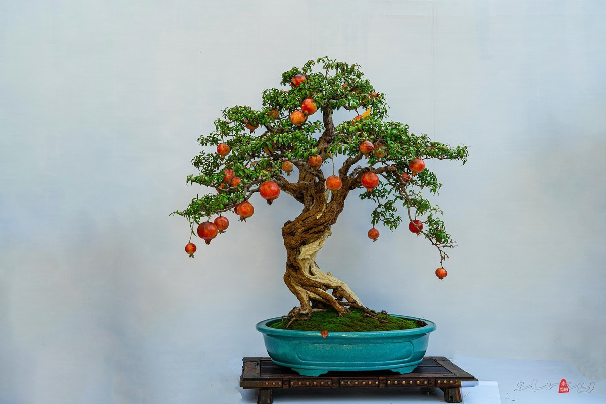 第十一届全国盆景展（四）果实类（1）