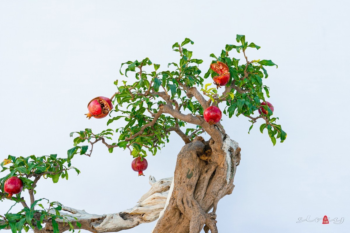 第十一届全国盆景展（四）果实类（1）