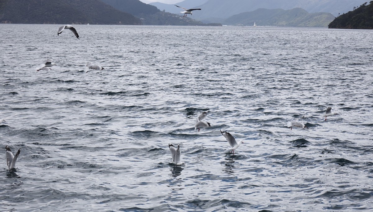 海豹与海鸟一起猎鱼场景抓拍