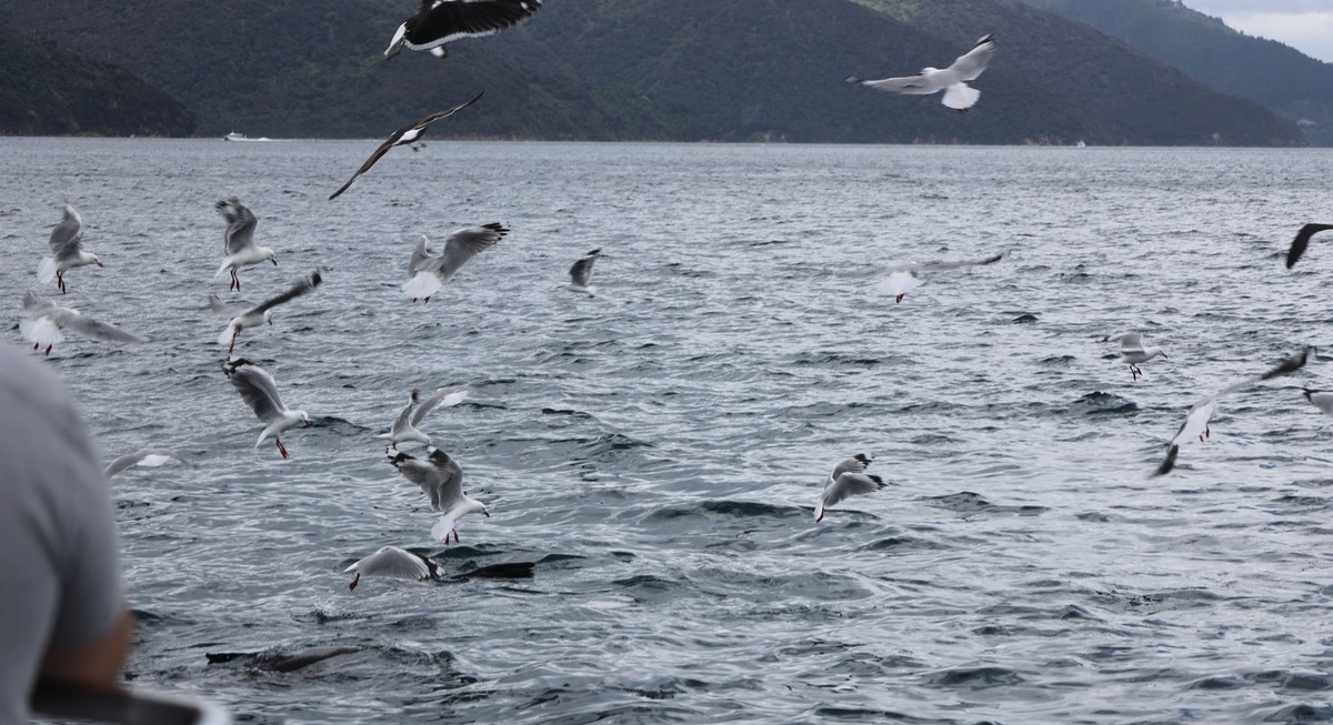 海豹与海鸟一起猎鱼场景抓拍