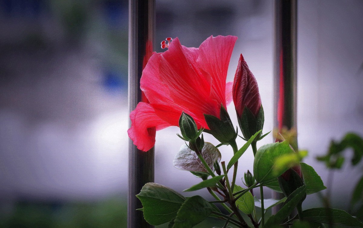 阳台上的花（13）