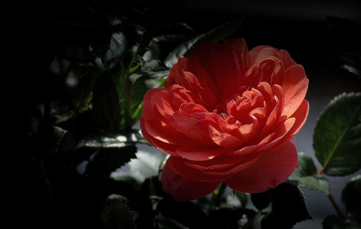 阳台上的花（13）