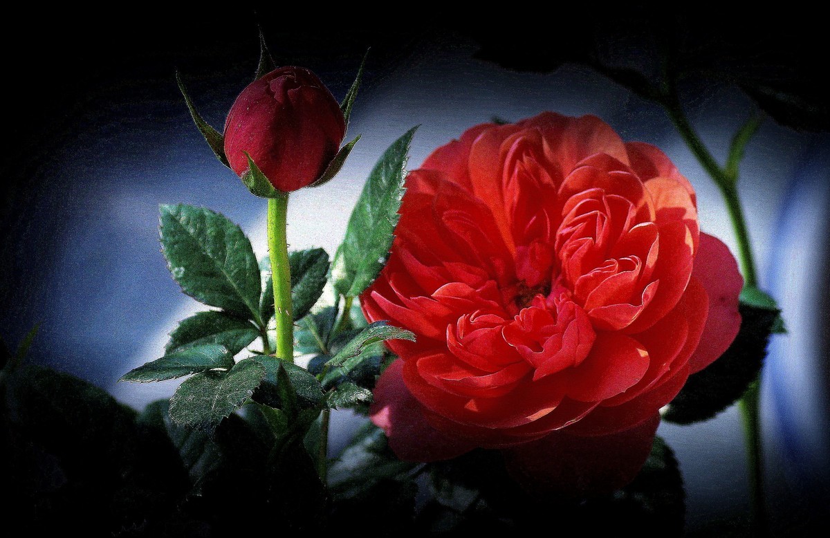 阳台上的花（13）