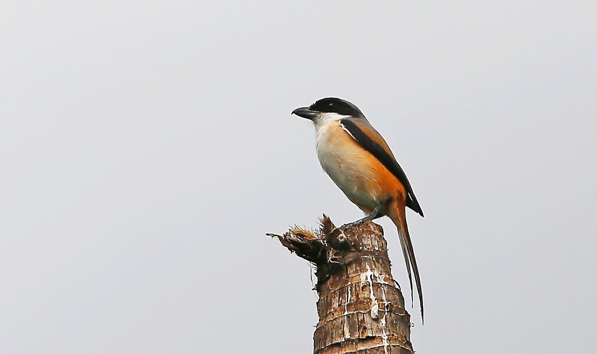 石门湾常见的鸟