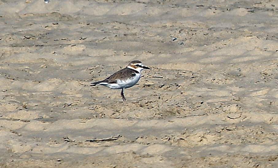 石门湾常见的鸟