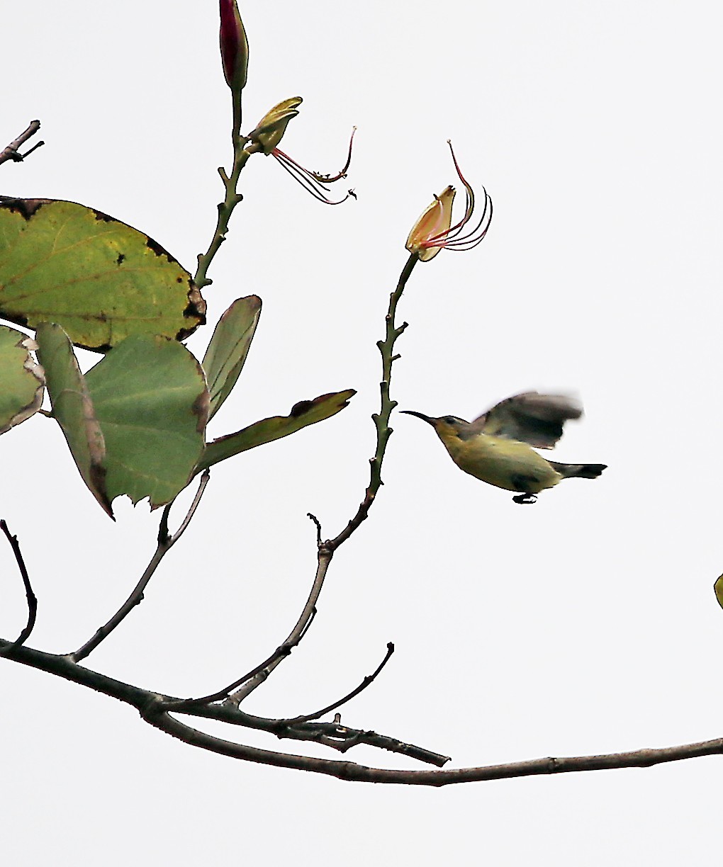 石门湾常见的鸟