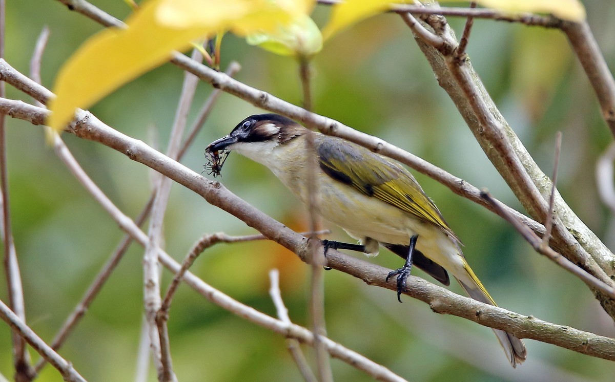 石门湾常见的鸟