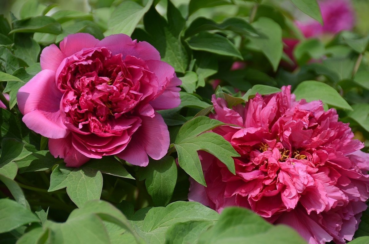 国家植物园-----牡 丹 花