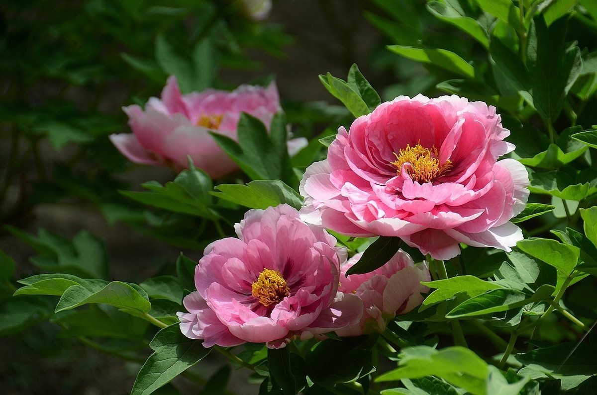 國家植物園牡丹花