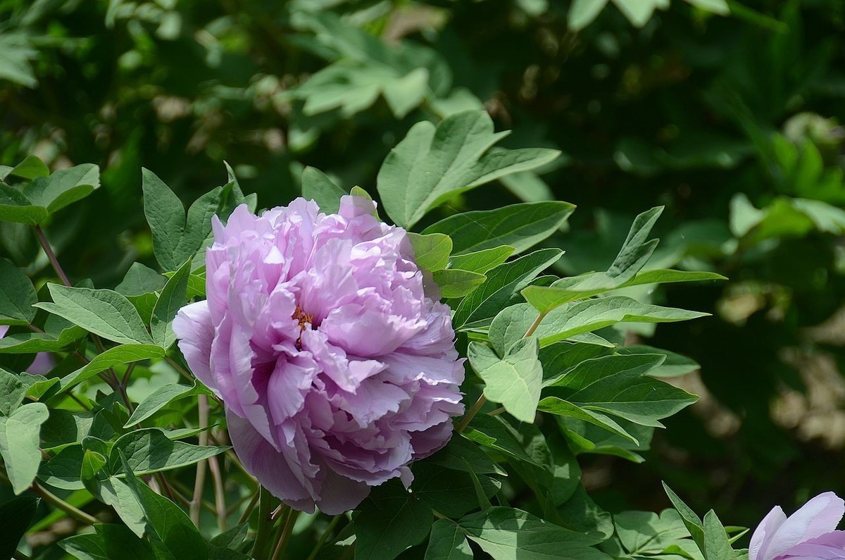国家植物园-----牡 丹 花