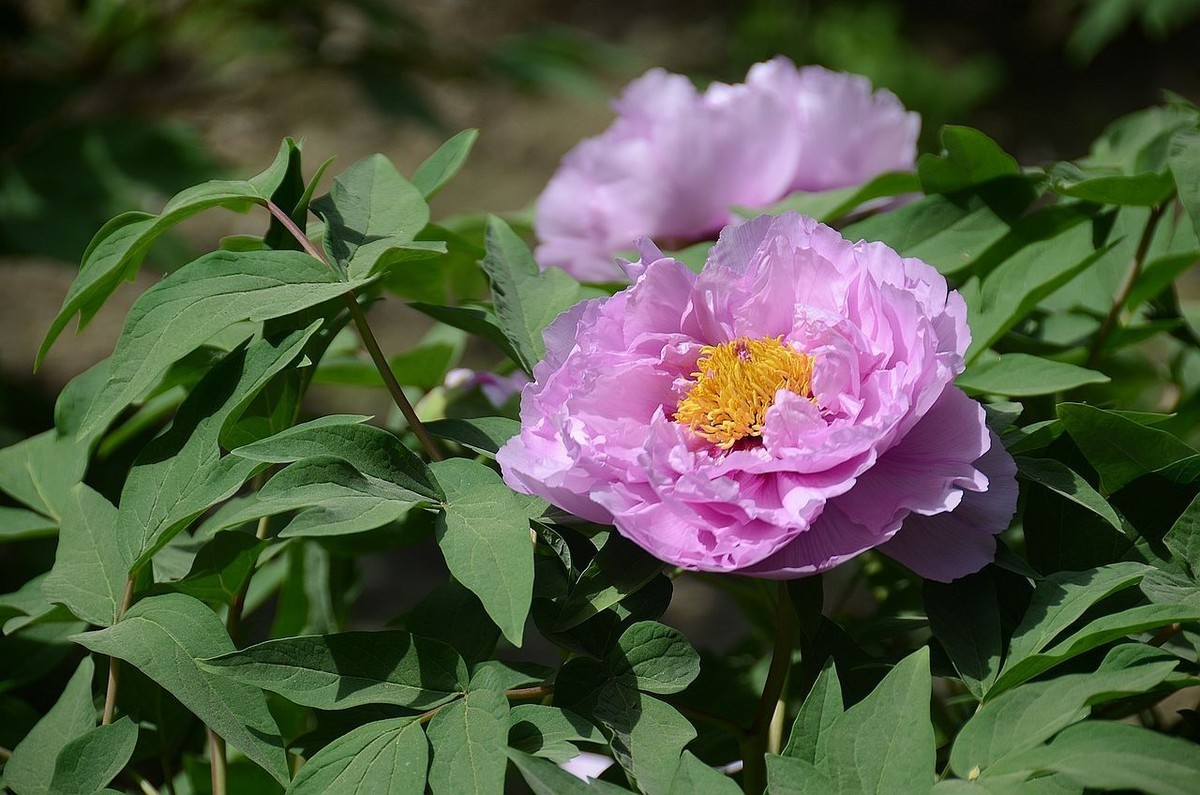 国家植物园-----牡 丹 花