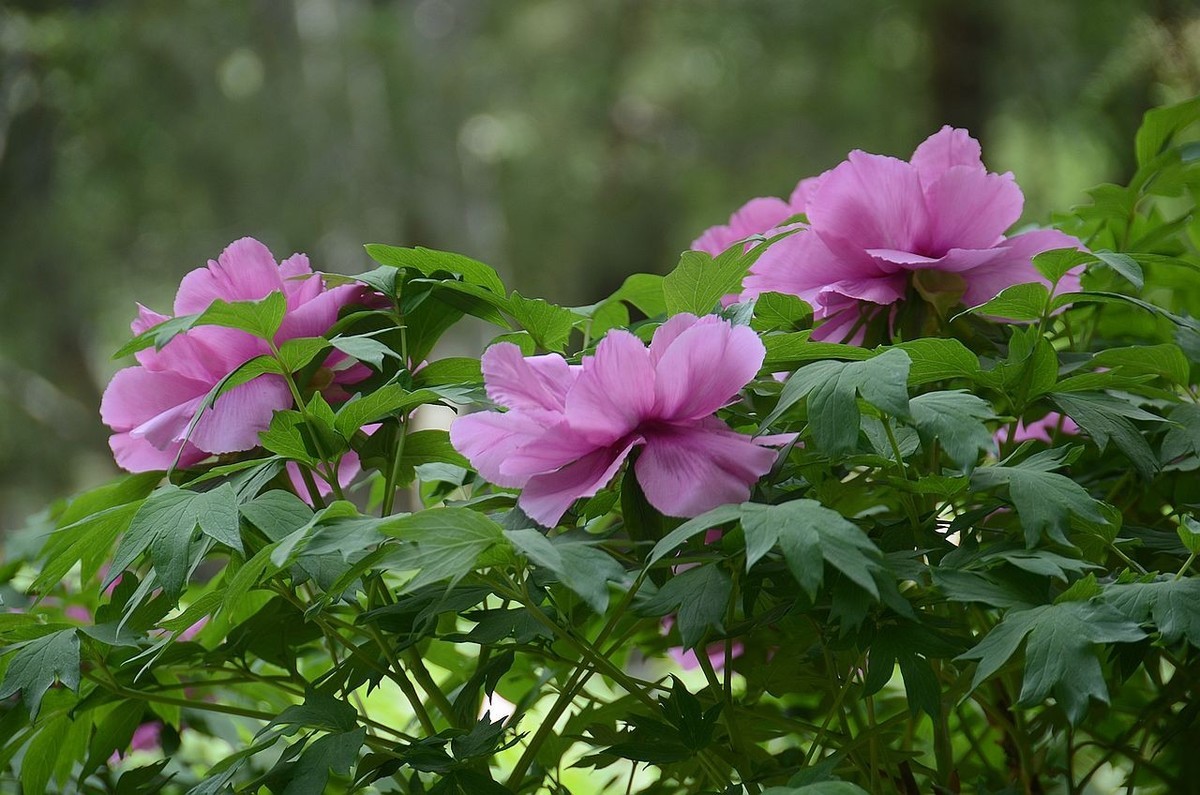 国家植物园-----牡 丹 花
