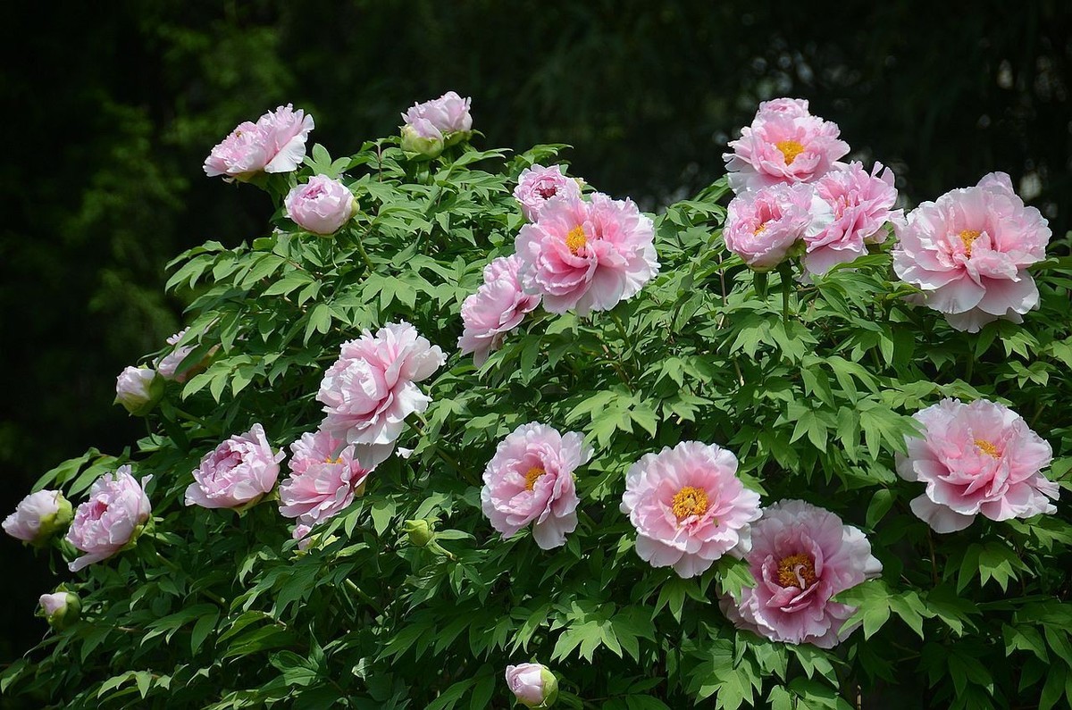 国家植物园-----牡 丹 花