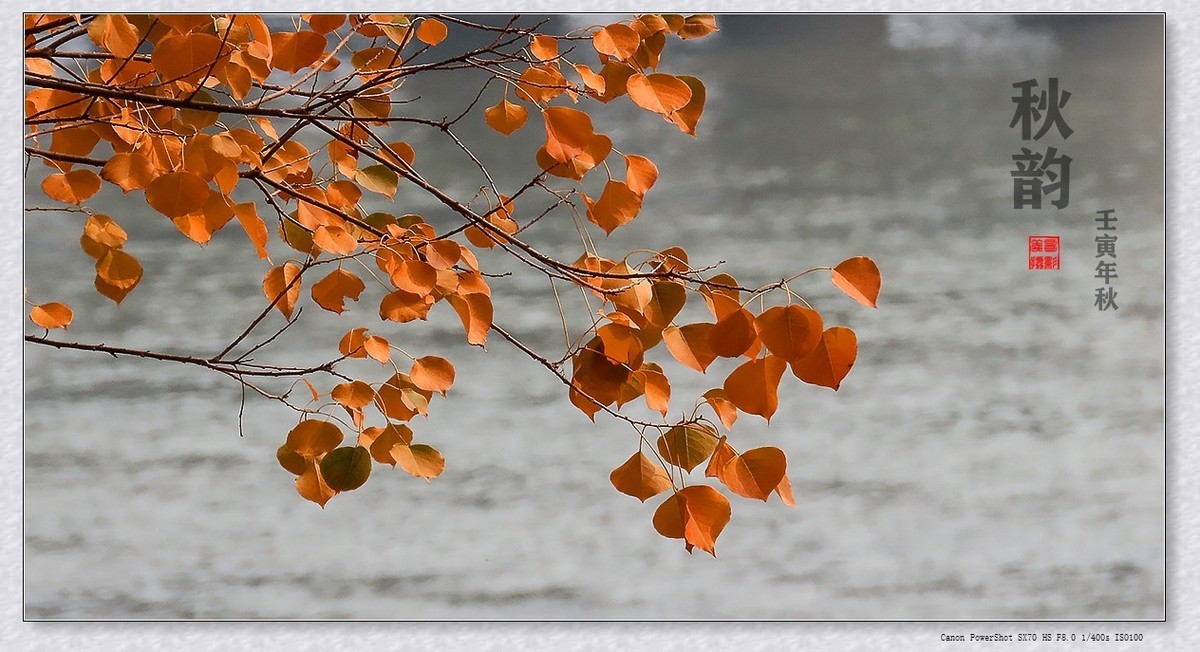 #遇见最美秋叶#----一叶一菩提