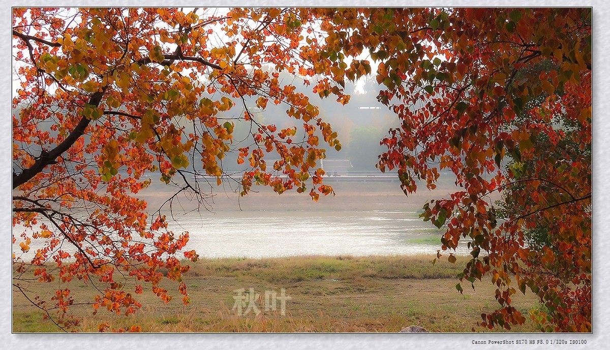 #遇见最美秋叶#----一叶一菩提