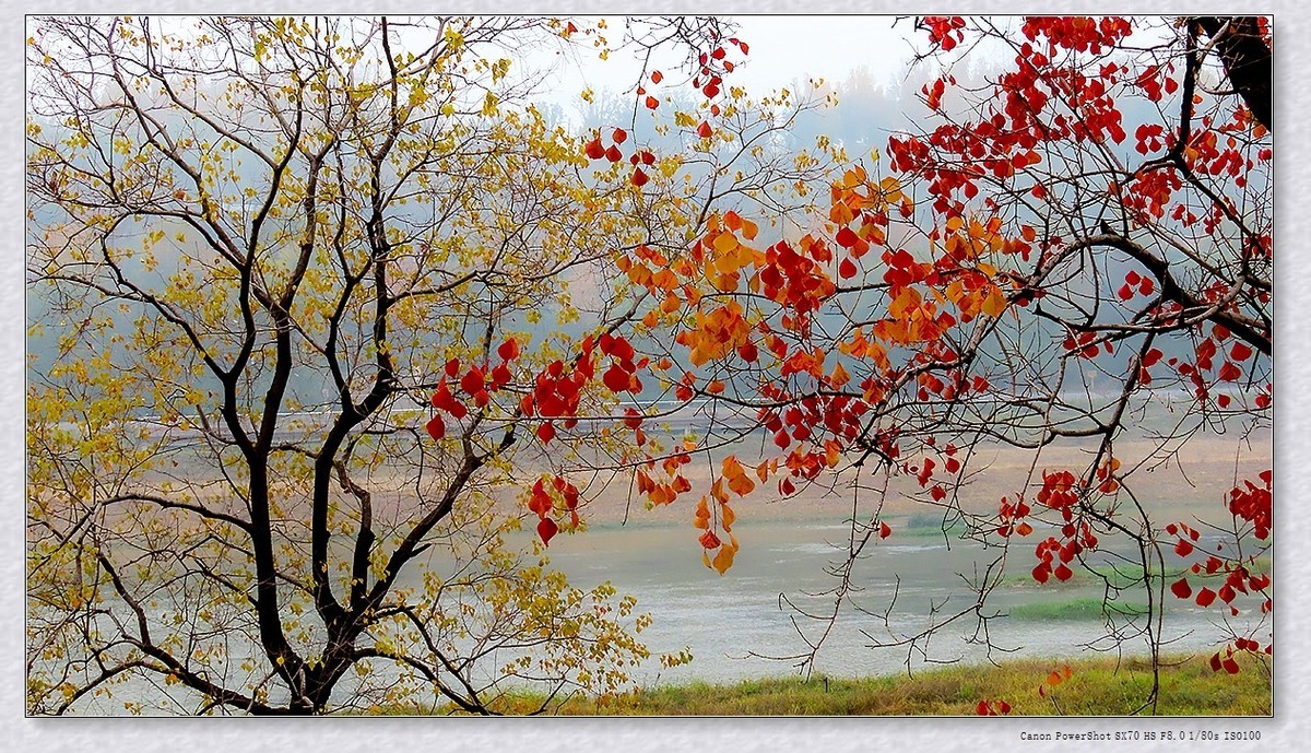 #遇见最美秋叶#----一叶一菩提