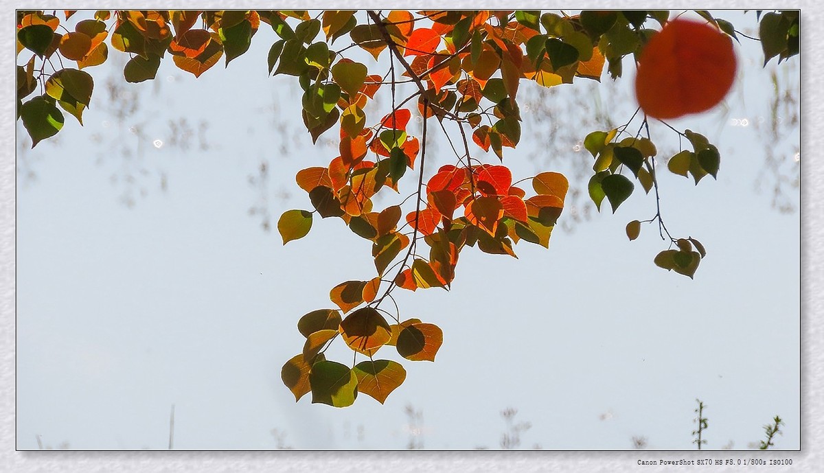 #遇见最美秋叶#----一叶一菩提