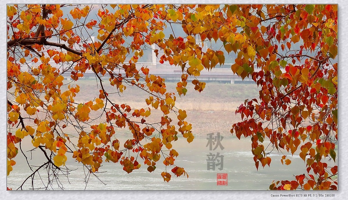 #遇见最美秋叶#----一叶一菩提