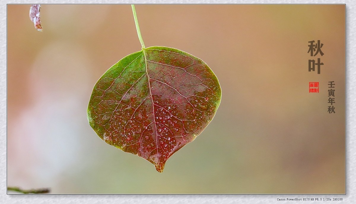 #遇见最美秋叶#----一叶一菩提