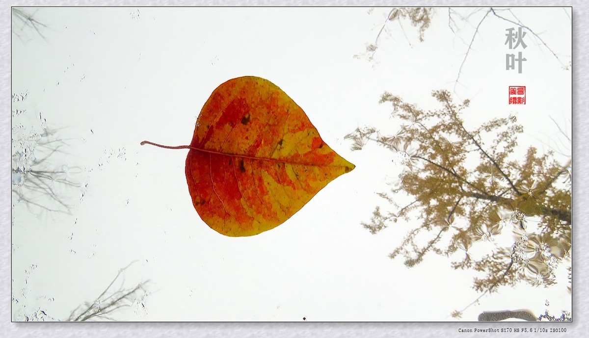 #遇见最美秋叶#----一叶一菩提