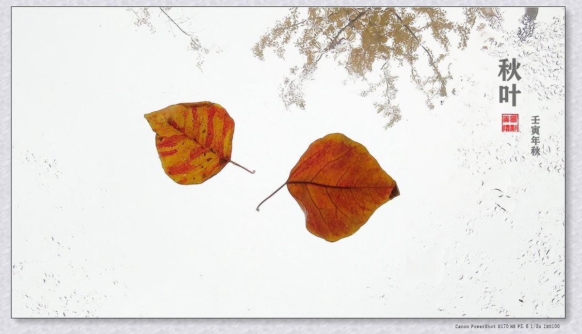 #遇见最美秋叶#----一叶一菩提