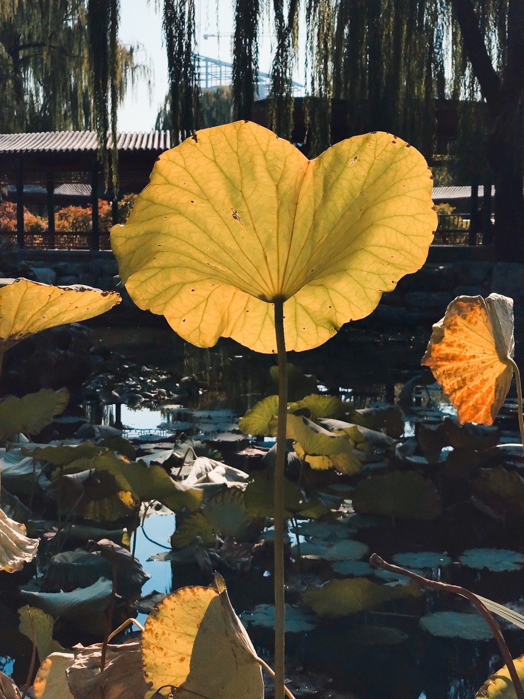 #留住美丽秋天#