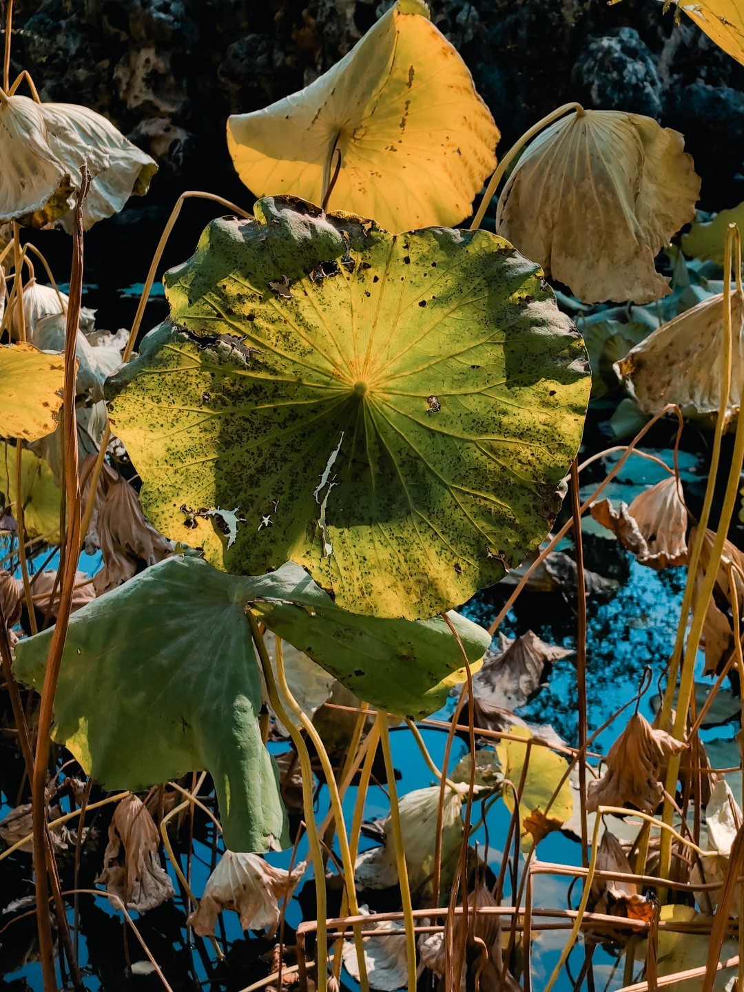 #留住美丽秋天#