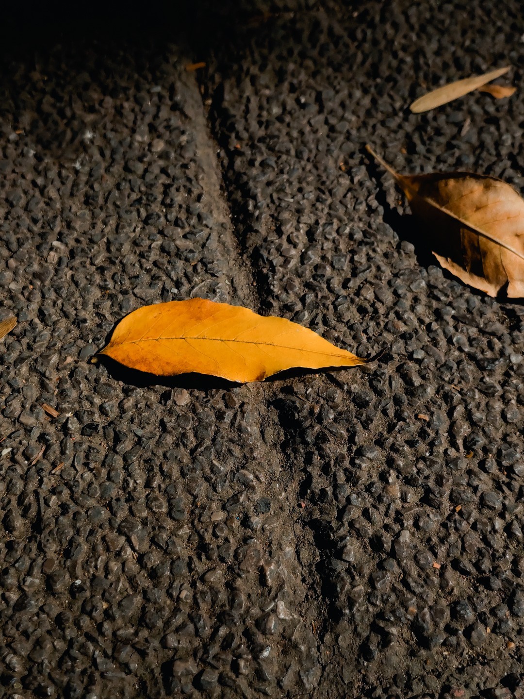 #留住美丽秋天#