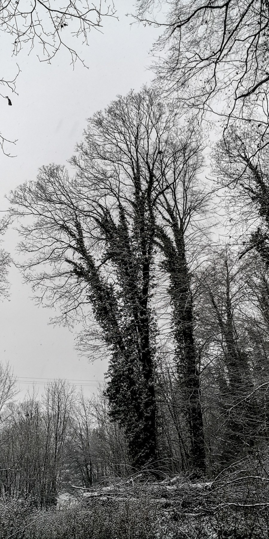 黑森林之雪景（德国）
