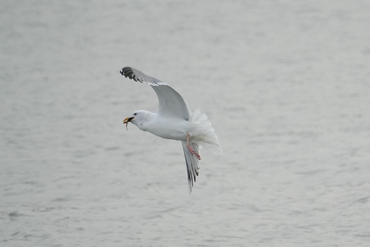 自由飞翔的海鸥写一句话怎么写 ChMkK2R780uITuSXAADwvIiF1EsAAQzuwMQLIkAAPDU184.jpg