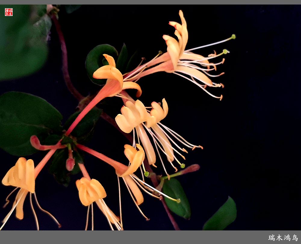 【2023之花季】华丽转身的金银花