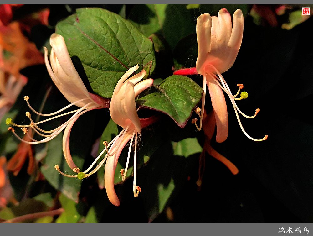 【2023之花季】华丽转身的金银花