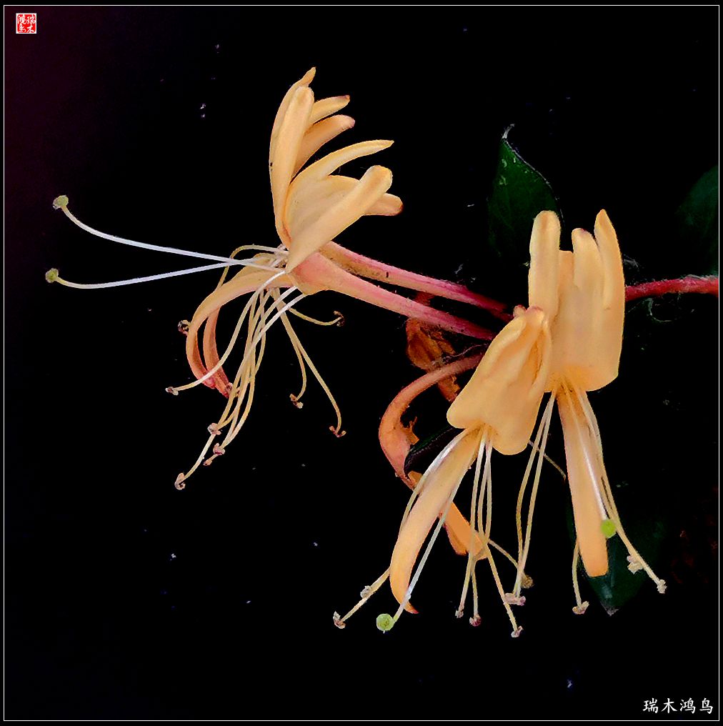 【2023之花季】华丽转身的金银花