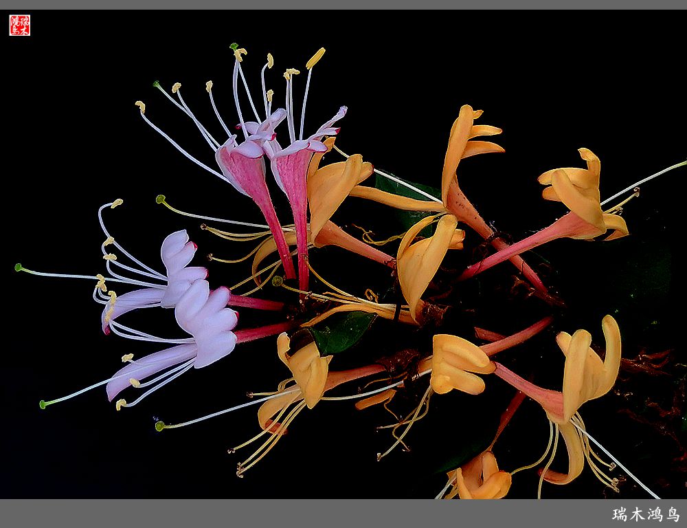 【2023之花季】华丽转身的金银花