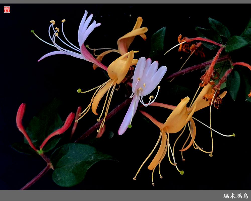 【2023之花季】华丽转身的金银花